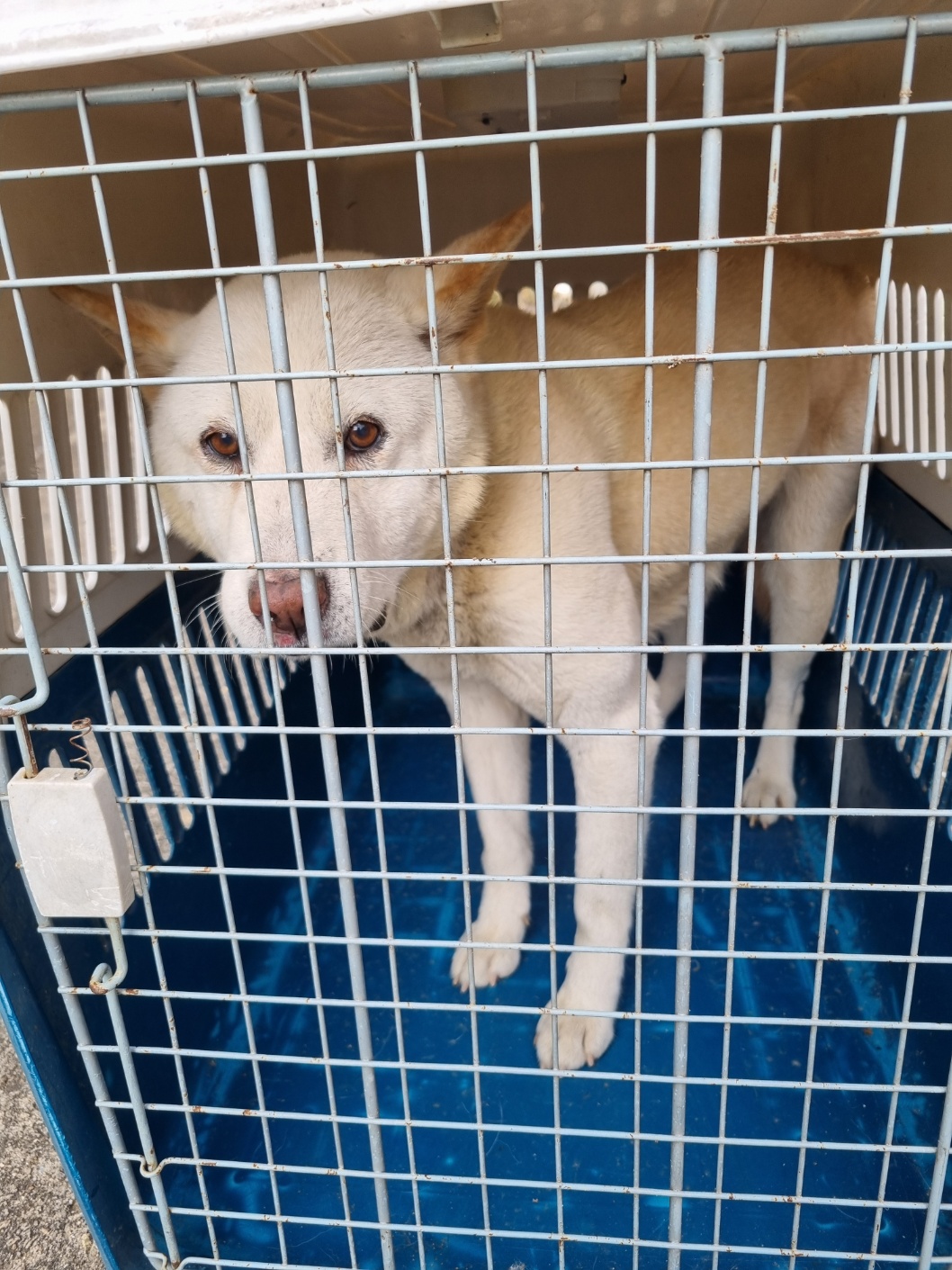 보호중 믹스견의 가…